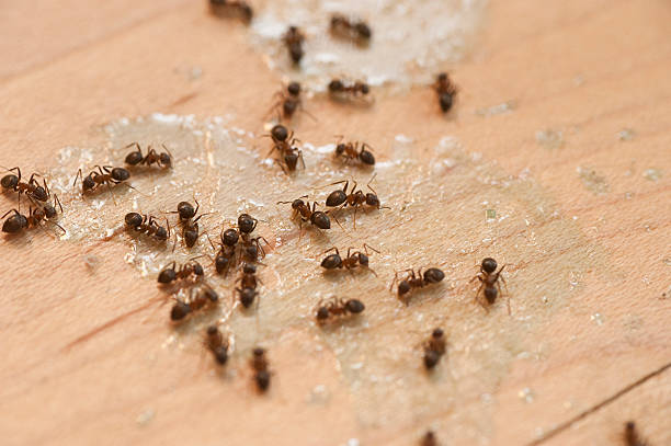 Best Bed Bug Extermination  in Grand Canyon Village, AZ